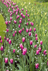 Purple tulips flowers blooming in a garden