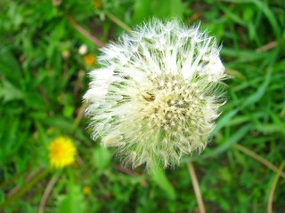 White fluffy dandelion flower in spring