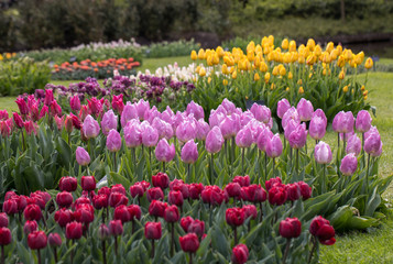 colorful tulips flowers blooming in a garden