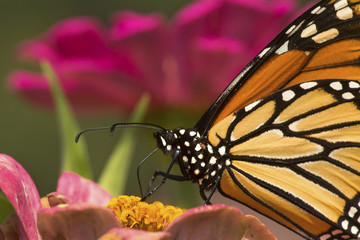 Monarch butterfly on a dahlia flower in Connecticut.
