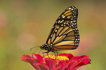 Naklejka premium Monarch butterfly on a dahlia flower in Connecticut.
