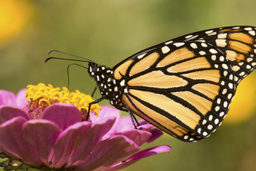 Fototapeta premium Monarch butterfly on a dahlia flower in Connecticut.