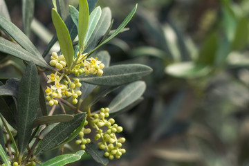 Bloeiende olijfboom