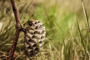 wasp on small hive on colorful nature field background
