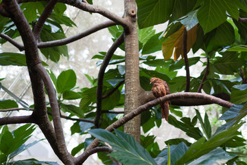 the brown Bird in the bushy trees
