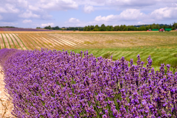 Obraz premium Champ de lavande en Provence, France, Debut de récolte. 