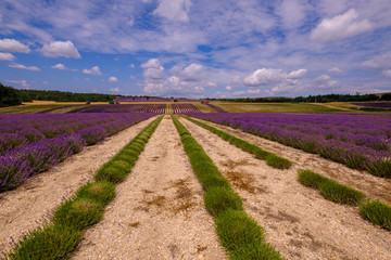 Fototapeta na wymiar Champ de lavande en Provence, France, Début de récolte. 