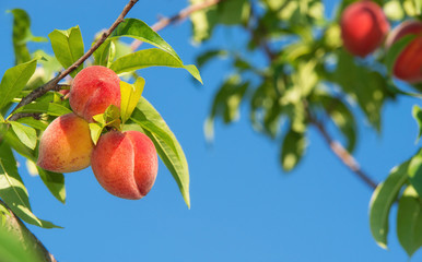 Sweet peach fruits ripening on peach tree branch in the garden. Blue sky background.