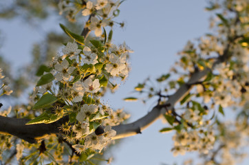 A few white flower buds growing on the branches of the trees in the park. 