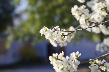 Soft white flowers on the trees in the park under the springtime sun. 