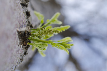 Little life sprouts of a tree growing out of the side of the bark. 