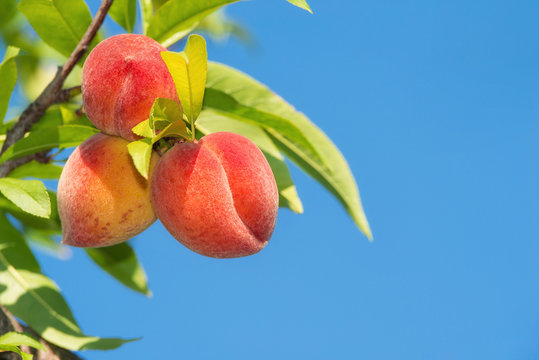 Sweet peach fruits ripening on peach tree branch in the garden, close-up. Blue sky background.