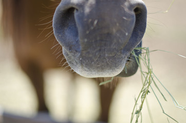 A close up of the horse nose durning feeding