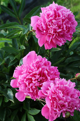 Three pink peonies. The flowers in the garden.