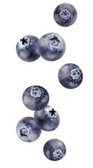 falling blueberries isolated on white background.