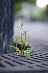 A little baby tree growing up and out of the sidewalk of the city streets. 