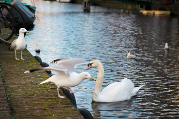 White swans on embankment of Amsterdam Canal, Holland. Selective focus