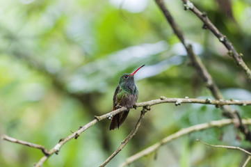 Green Hummingbird (Trochilidae) sitting on a branch / Green Hummingbird (Trochilidae) sits on a branch, cloud forest, Ecuador.