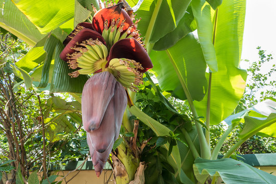 Beautiful banana flower. Banana is delicious tropical fruit at Thailand.