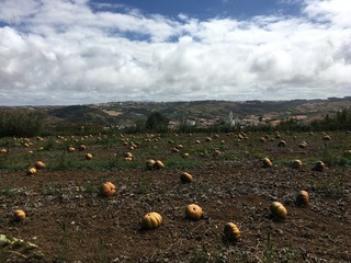 Portugal pumpkin