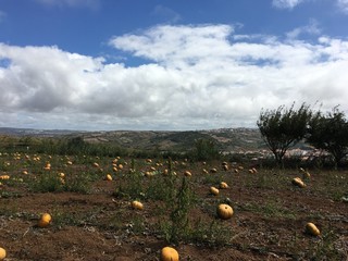 Portugal pumpkin