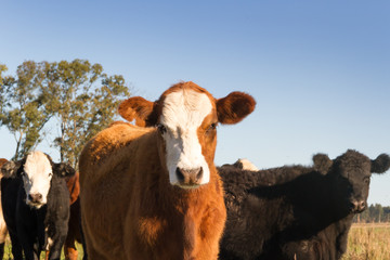 cows grazing in the green Argentine countryside