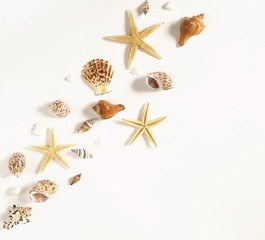 Fototapeta na wymiar pattern of sea shells and stars on white background. flat lay, top view.copy space