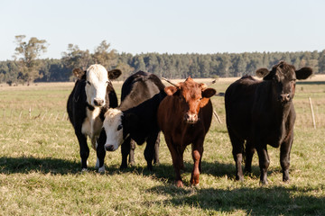 cows grazing in the green Argentine countryside