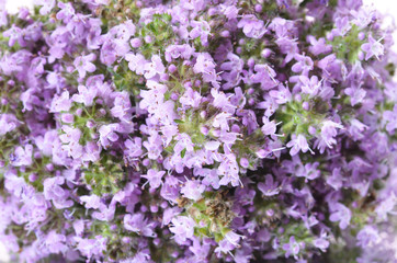 Fototapeta premium The blossoming thyme close-up