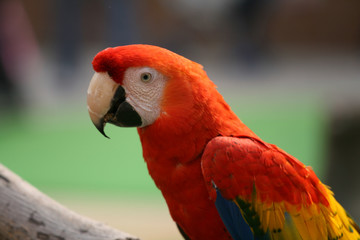 Ocean Park, Hong Kong