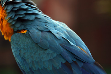 Fototapeta premium Ocean Park, Hong Kong