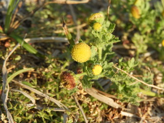 wild yellow ball flowers