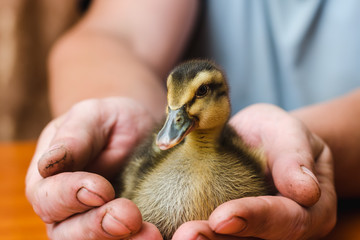 Newborn colored duck in the rough hands of the farmer.