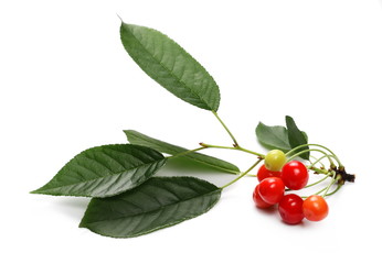 Fresh sour cherries isolated on white background