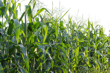 corn field isolated on white background