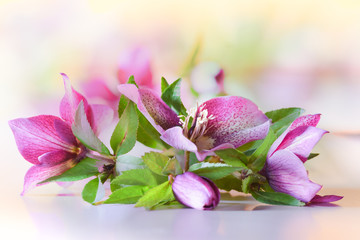 closeup of a pink hellebore