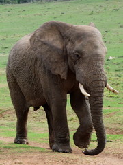 Fototapeta na wymiar Addo National Park South Africa Elephant