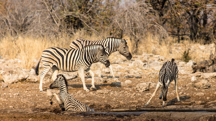 Obraz premium Tombé à l'eau