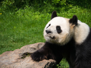 Obraz na płótnie Canvas Panda Géant