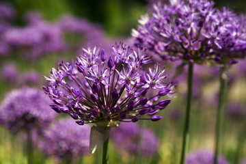 Purple flowers close-up