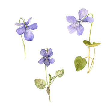 watercolor drawing flowers of viola