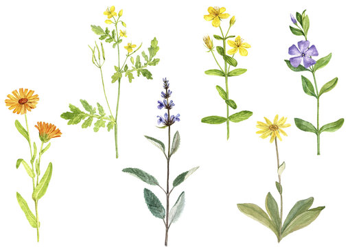 Watercolor drawing medicinal plants