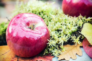 fresh apples on the moss in autumn forest