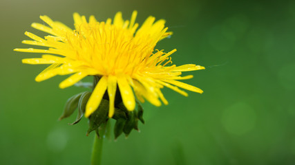Yellow dandelion closeup.