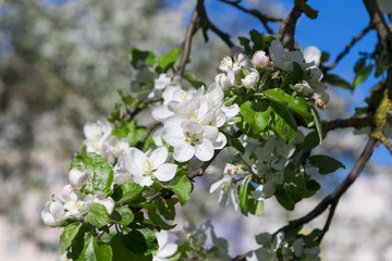 Blooming apple trees in the spring garden