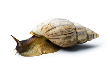 Giant african snail isolated on white background