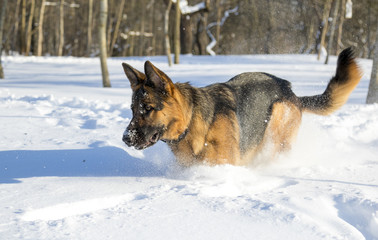 German Shepherd plays in the snow