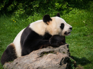 Naklejka na ściany i meble Panda Géant