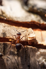Ants on a tree stump in sunny weather