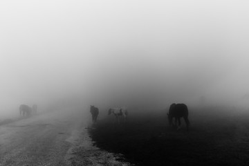 Horses in the middle of fog near a country road on Mt. Subasio (